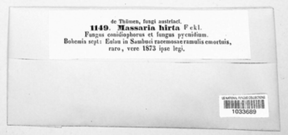 Karstenula hirta image